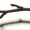 highres birch opacity iv | 3form